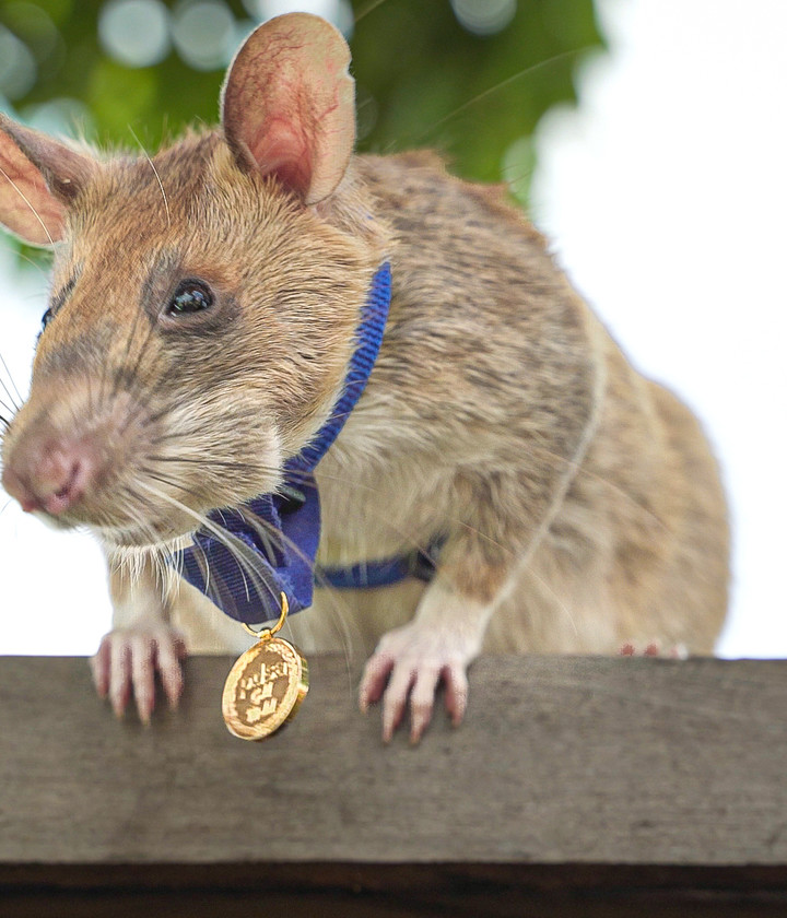 Magawa and his rat-sized PDSA Gold Medal.
