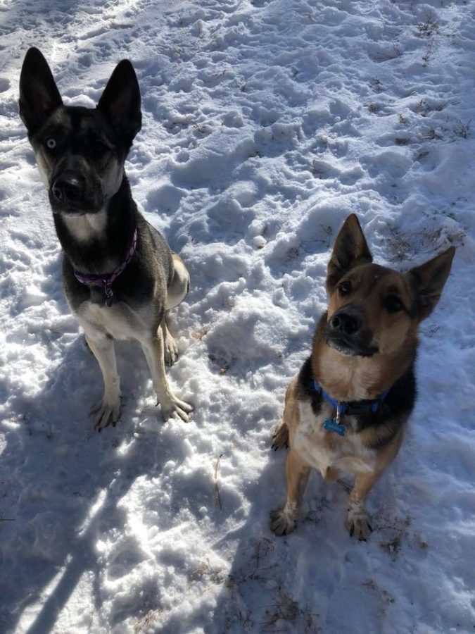 Ms. Brackneys two dogs Angus and Violet