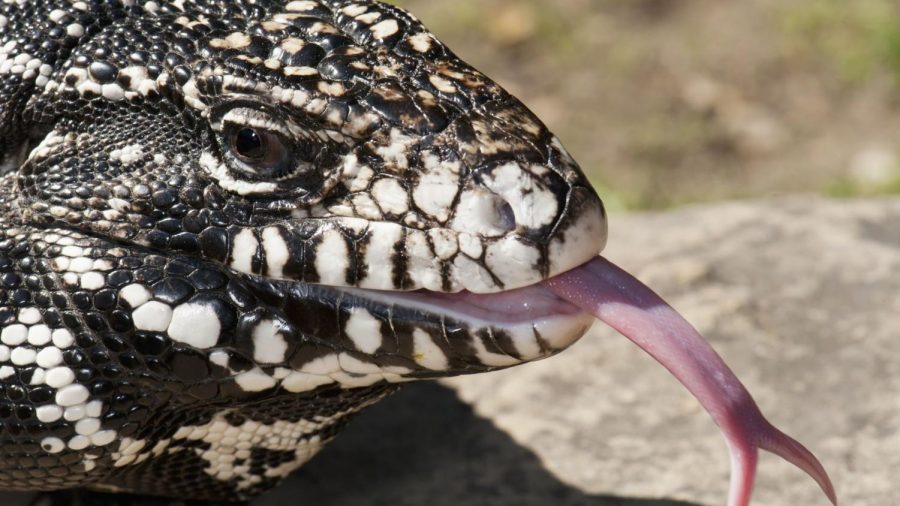 The Argentine Black and White Tegu