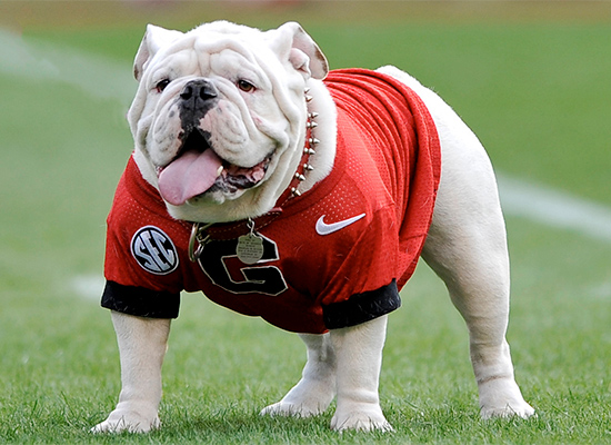 Uga the Bulldog: University of Georgia