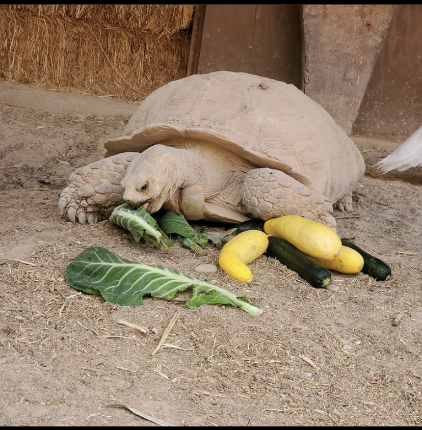 This is a friendly tortoise hanging out at the farm eating some snacks. 