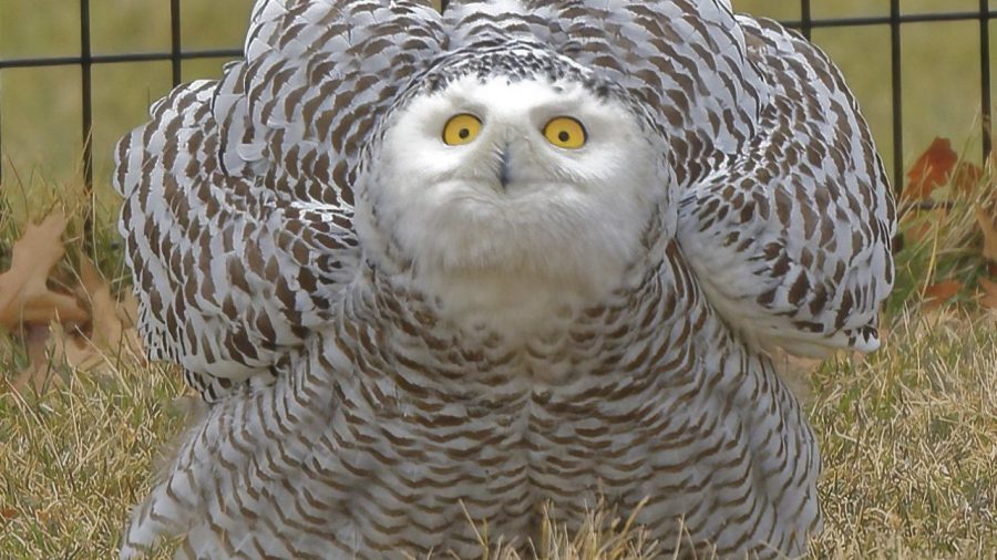 Snowy Owl Ruffles Puffs Up His Feathers