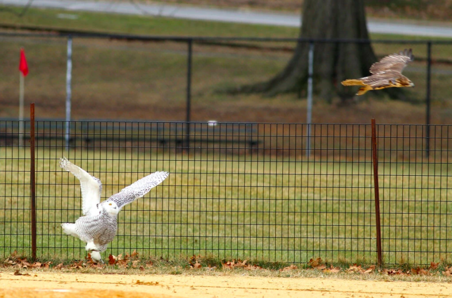 Snowy Owl is Attacked by a Red-Tailed Hawk