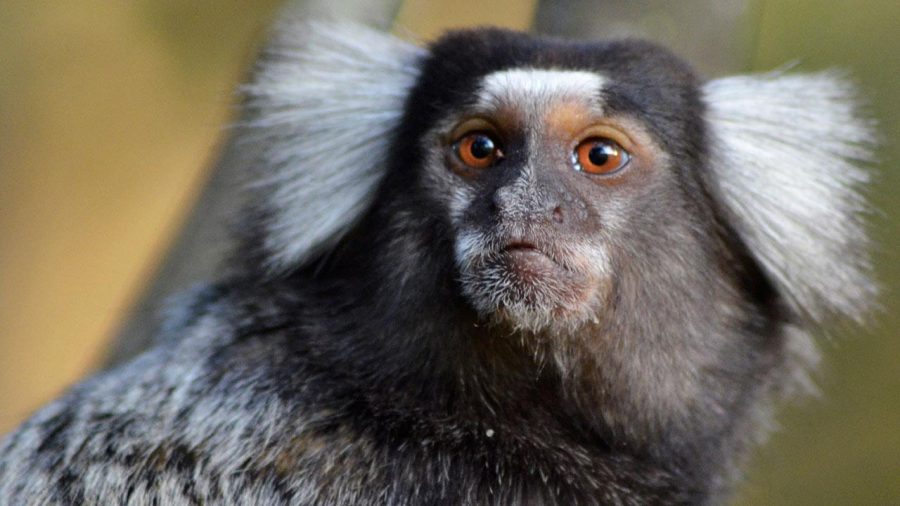 Marmoset being curious