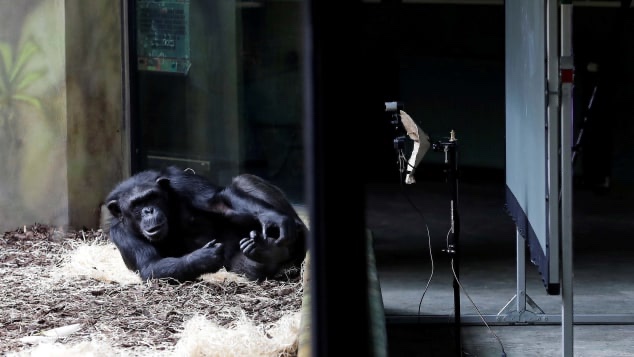 Apes Being Live Streamed on Zoom