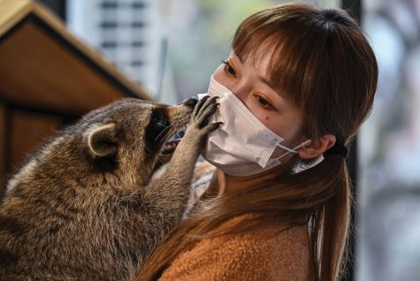 Raccoon with Lady in a Cafe