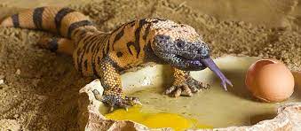 This is a gila monster, representing the animal exhibit.