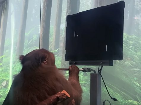 Pager the Monkey Playing Pong With Only HIs Brain
