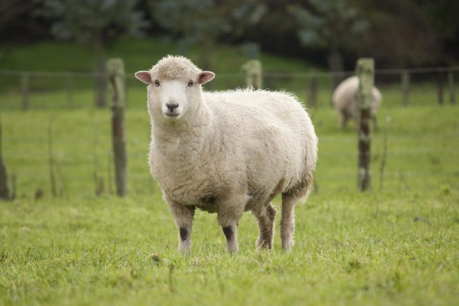 Although many people can and have domesticated sheep, they still have different mental processes than humans do