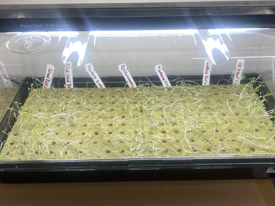 Different types of lettuces sprouting from Garden Club. 