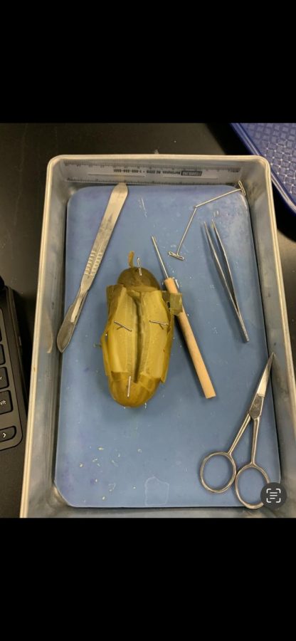 To practice using medical tools, students did a pickle dissection
