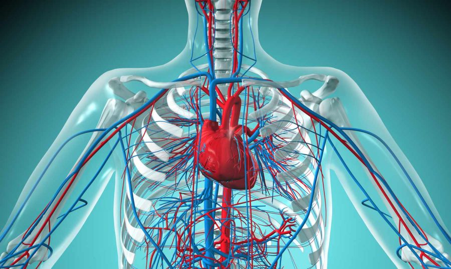 Body systems like the cardiovascular system are learned throughout the course