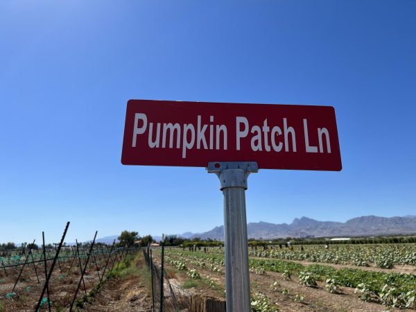 Gilcrease Orchard has a pumpkin patch every year for fall.