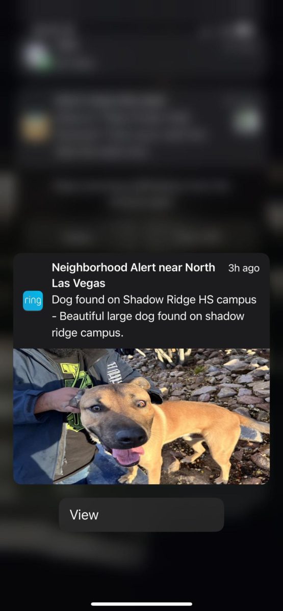 The dog found on the Shadow Ridge campus.
Photo Courtesy of: Christian King