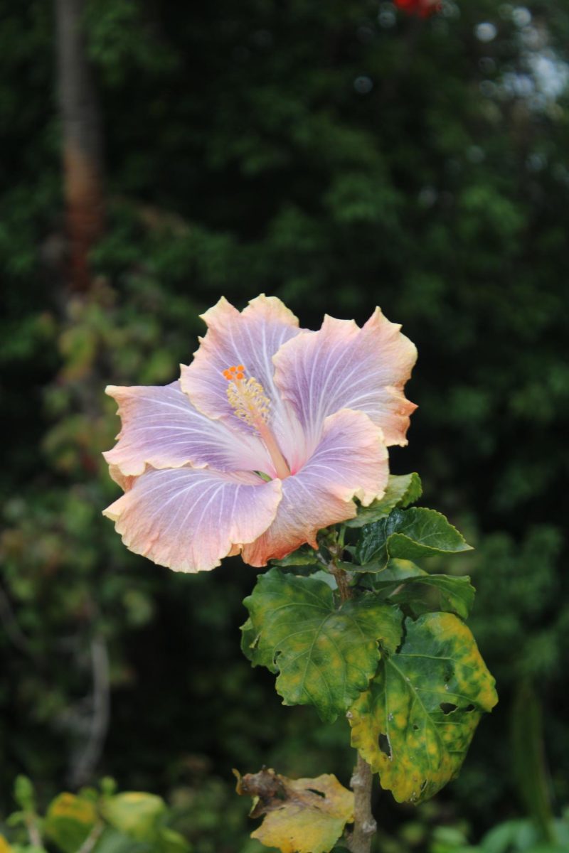 Hibiscus Flower from San Diego Zoo 