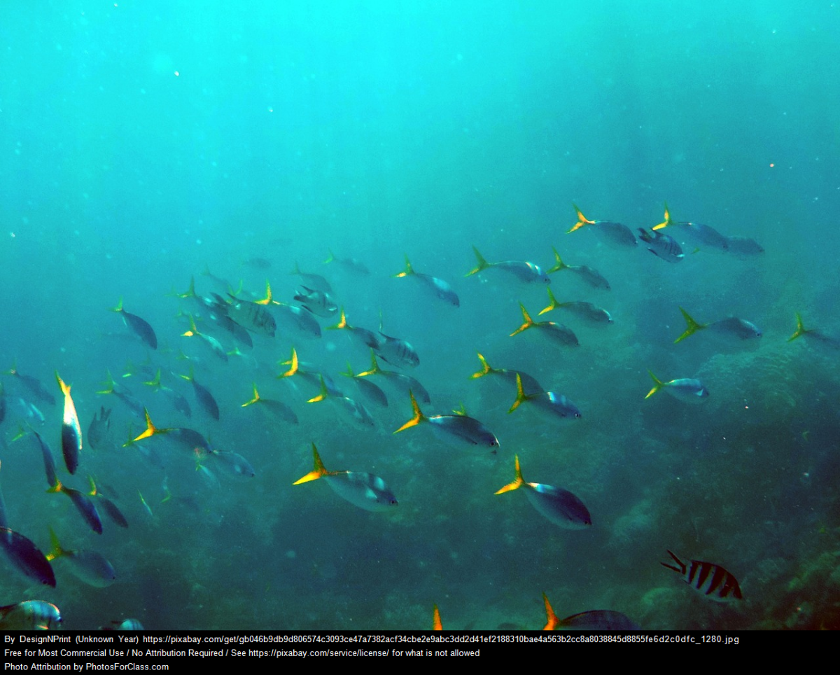 A Photo of Fish Swimming