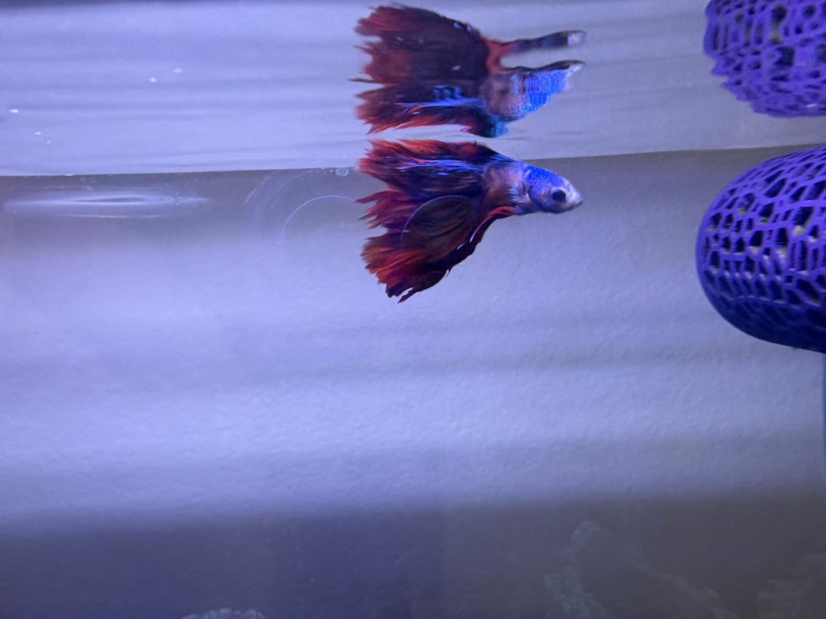 The beta fish Concavity.