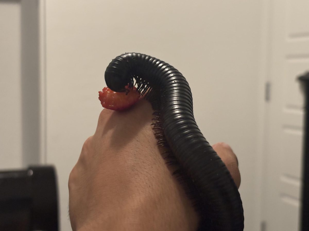 One of sanchez's millipedes enjoying a snack