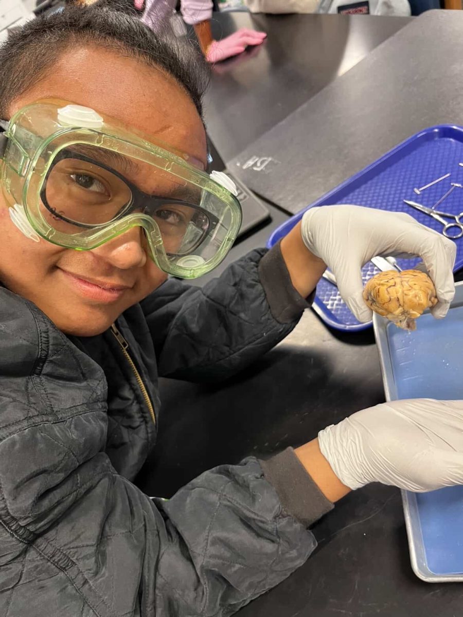 Student holding the sheep brain.