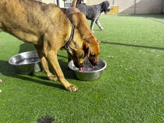 Dogs drinking water