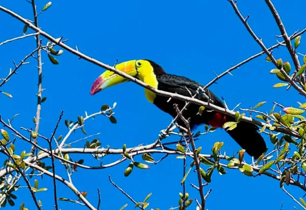 Sam the Toucan sitting atop a branch.