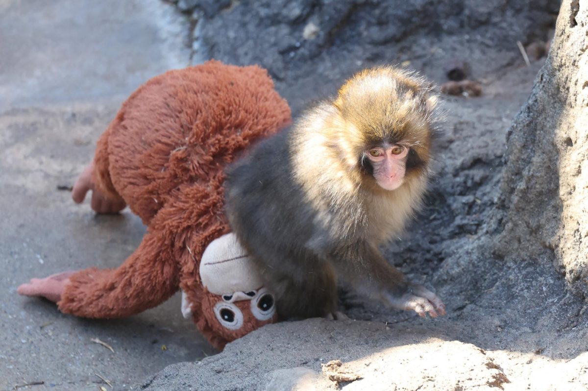 Punch taking his monkey stuffy somewhere in the "Monkey House".