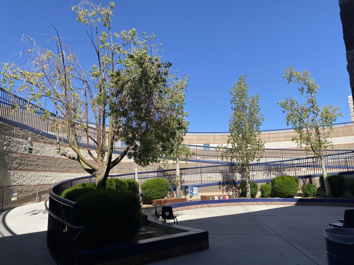 Picture of the back quad